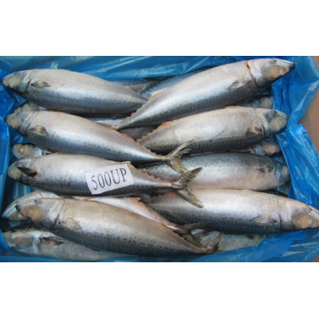 Cheap Frozen Seafood Mackerel Fish Pacific Mackerel